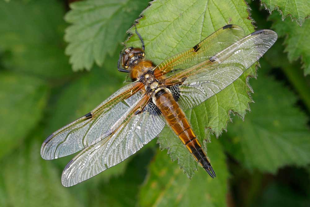 Libellula_quadrimaculata